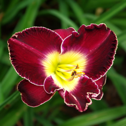 Hemerocallis Vatican City